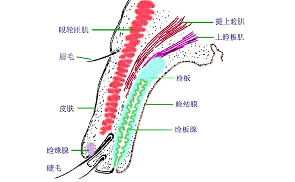 眼瞼外翻矯正方法有哪些?眼瞼外翻術(shù)后有什么常見(jiàn)問(wèn)題?