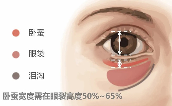 臥蠶多寬好看?豐臥蠶多少錢(qián)?