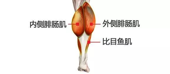 小腿肌肉阻斷術(shù)是什么？小腿神經(jīng)阻斷術(shù)的后遺癥有嗎？